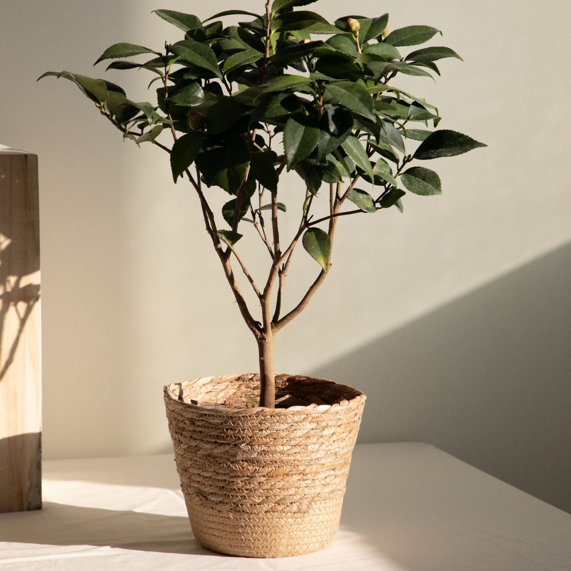 Multi-purpose Woven Storage Ba - Rattan Plant Basket 评论和价格